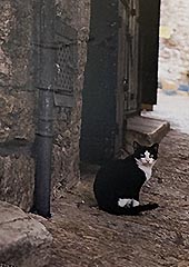 パレスチナ写真展