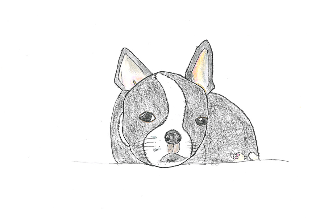 犬